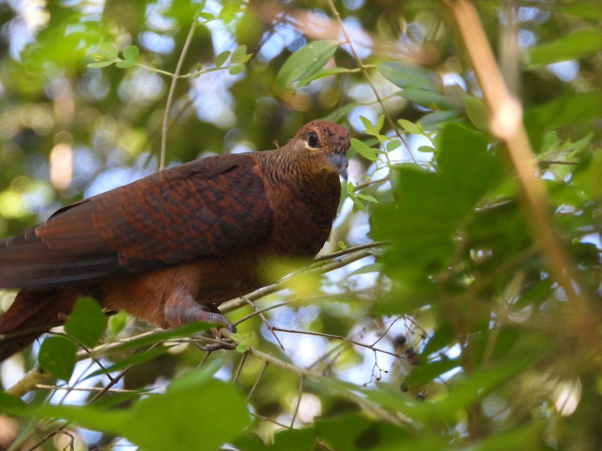 Brown Cuckoo-Dove - ML611796452