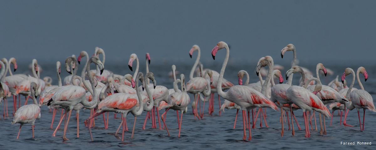 Greater Flamingo - ML611796688