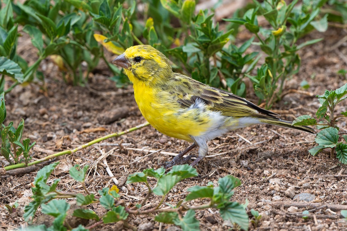 White-bellied Canary - ML611796846