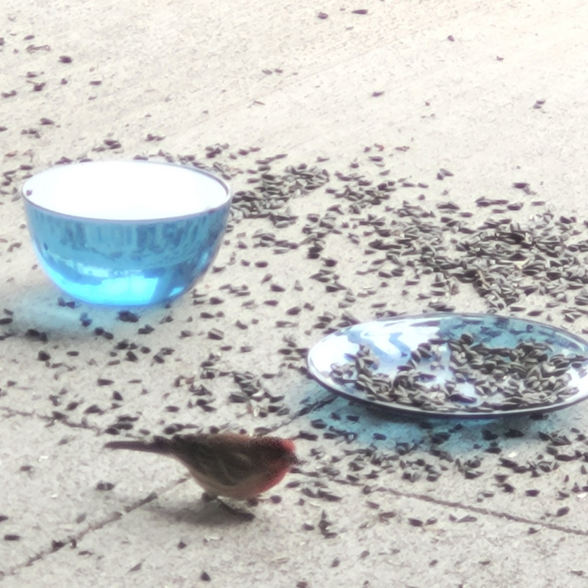 House Finch - ML611796949