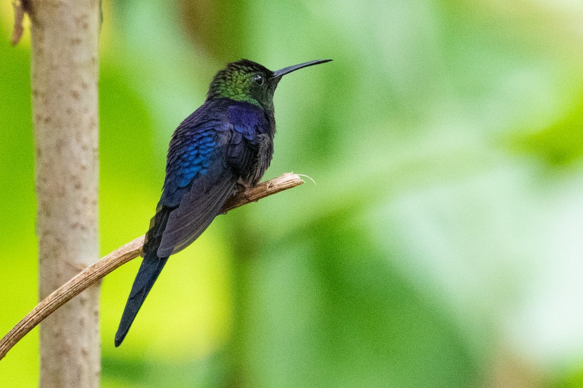 kolibřík pralesní - ML611796953