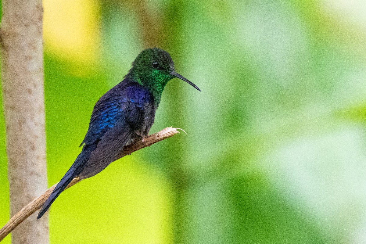 kolibřík pralesní - ML611796955