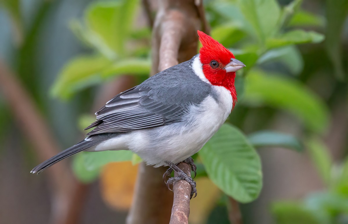 Red-crested Cardinal - ML611797089