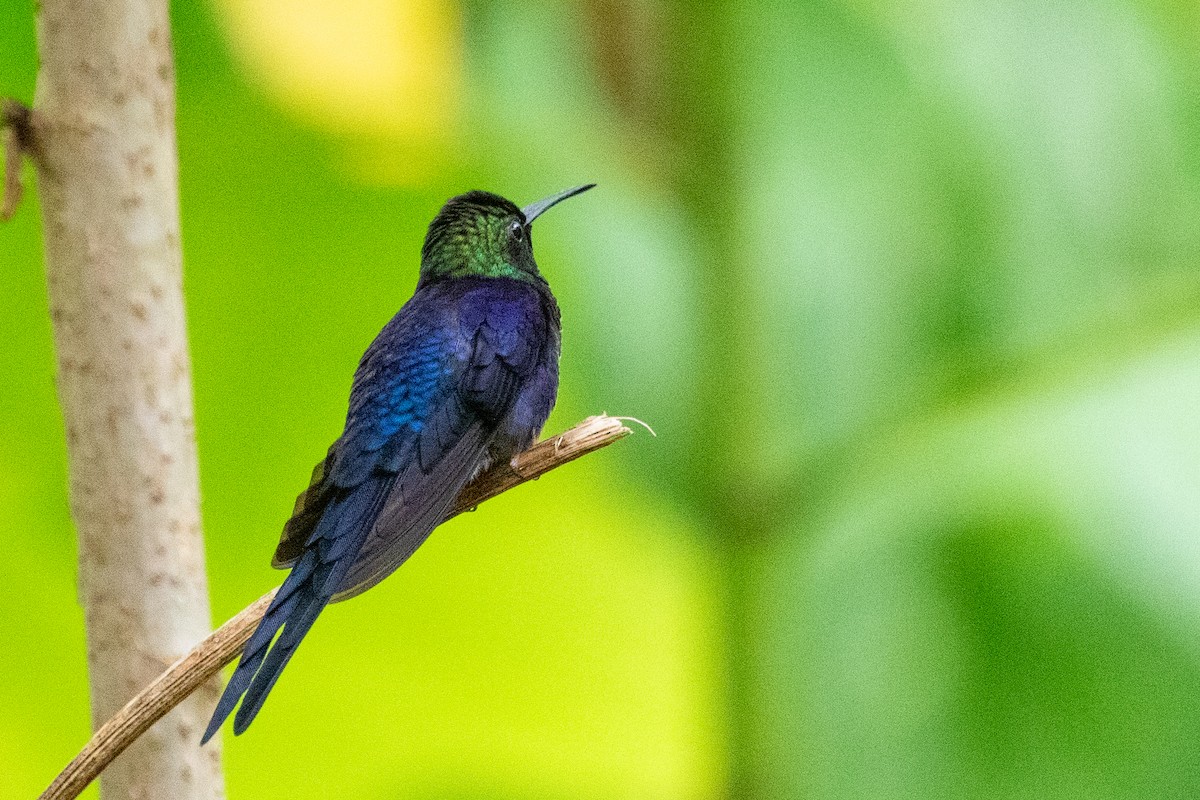 kolibřík pralesní - ML611797110