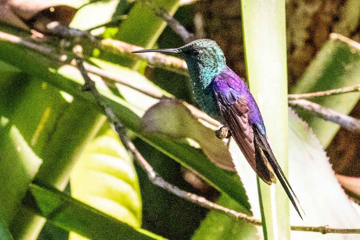 kolibřík pralesní - ML611797115