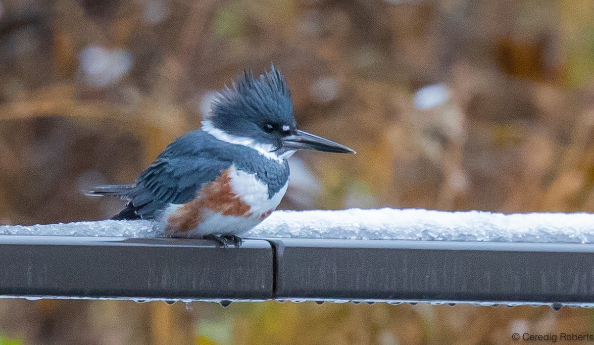 Belted Kingfisher - ML611797165