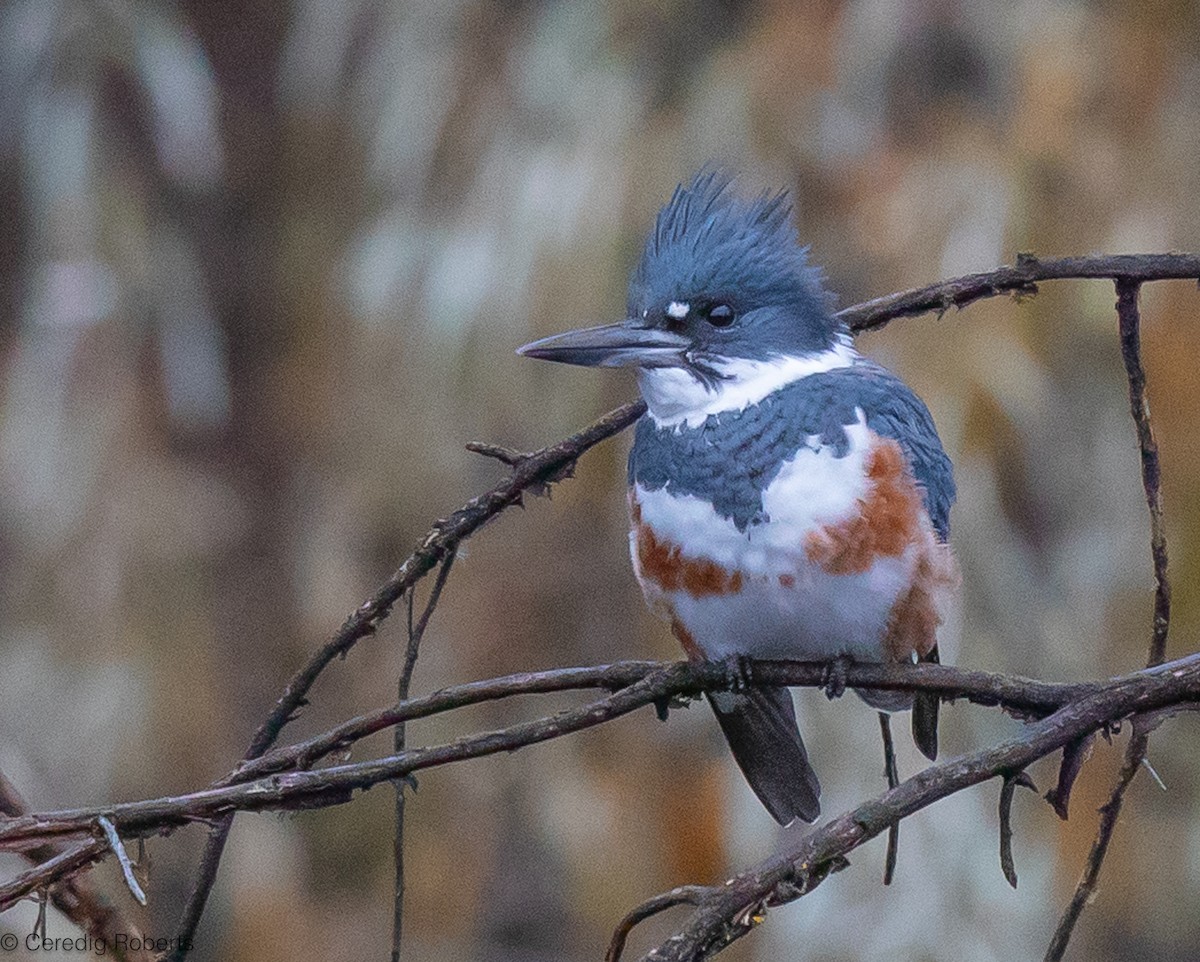 Belted Kingfisher - ML611797166