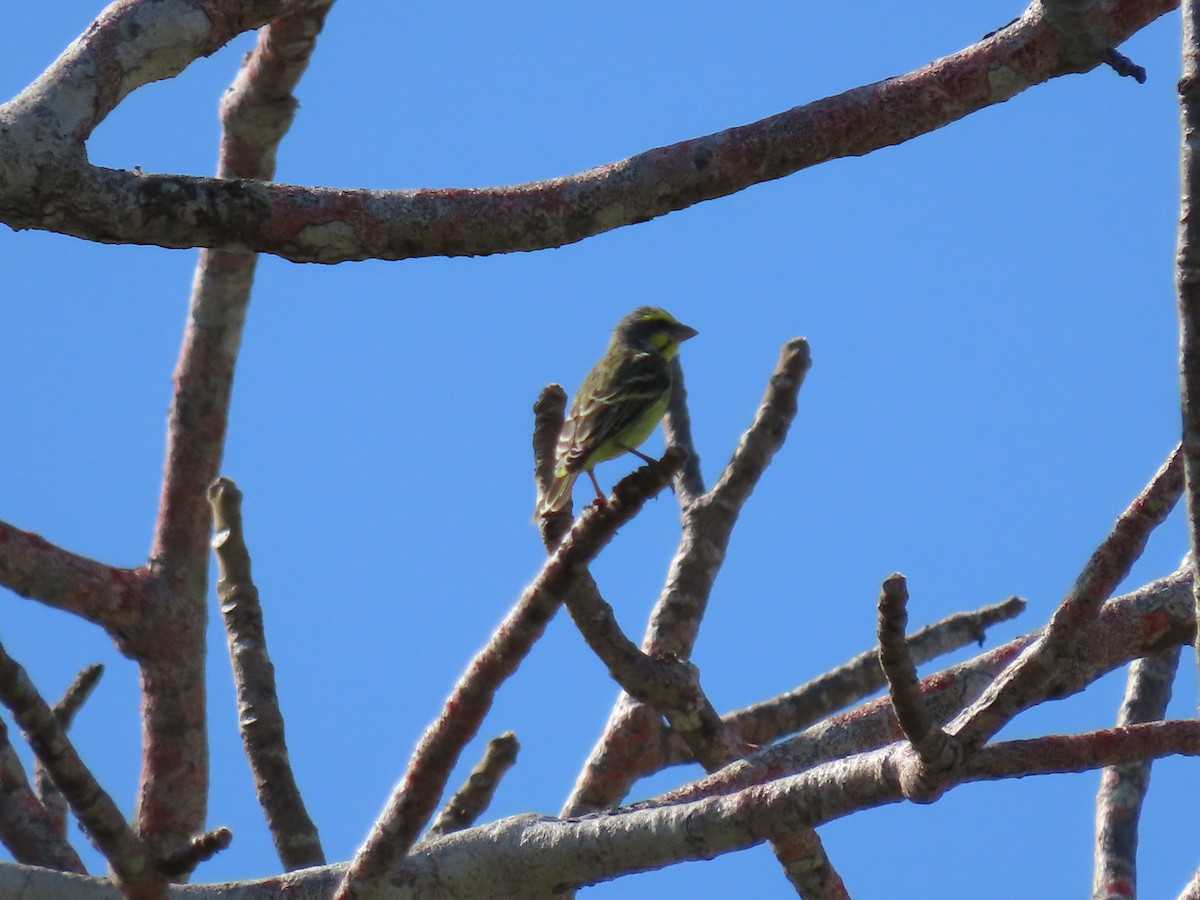 Yellow-fronted Canary - ML611797243