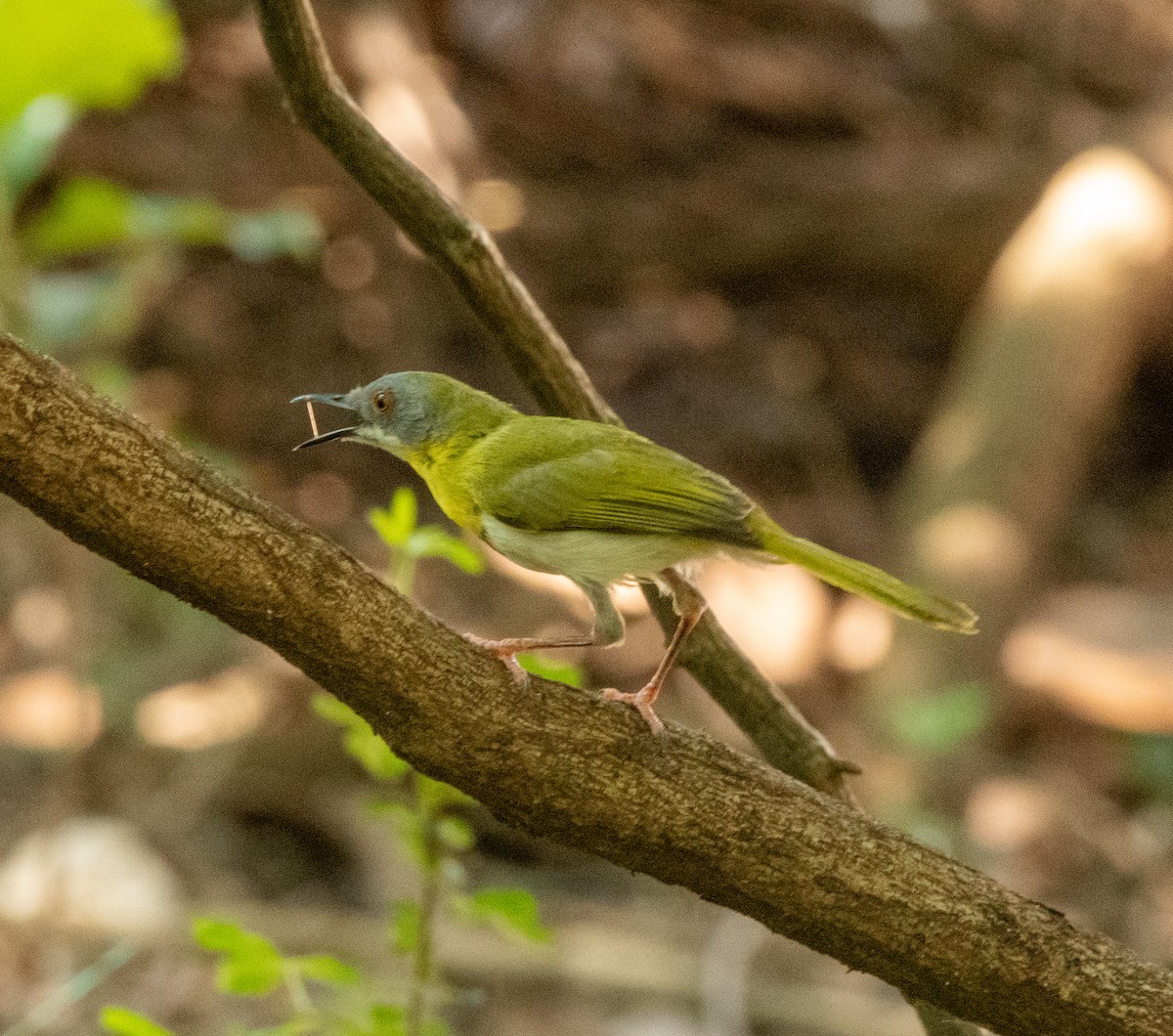 Yellow-breasted Apalis (Yellow-breasted) - ML611797302