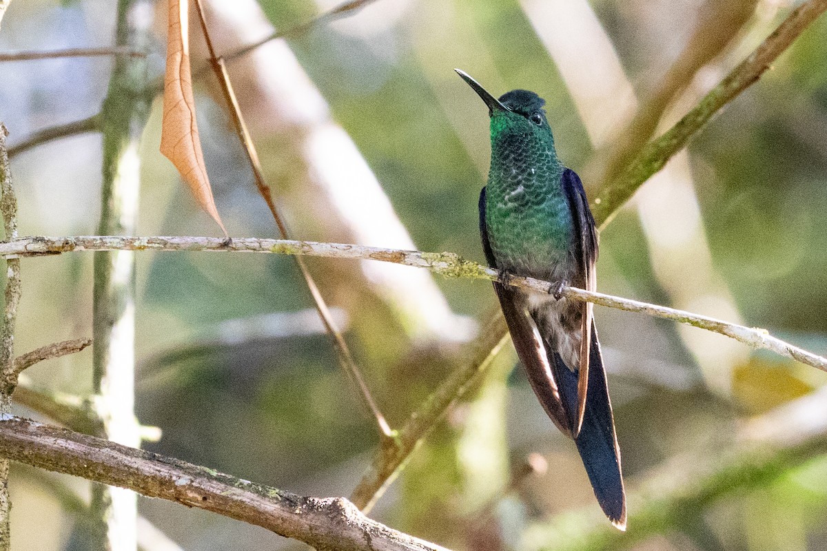 kolibřík pralesní - ML611797303