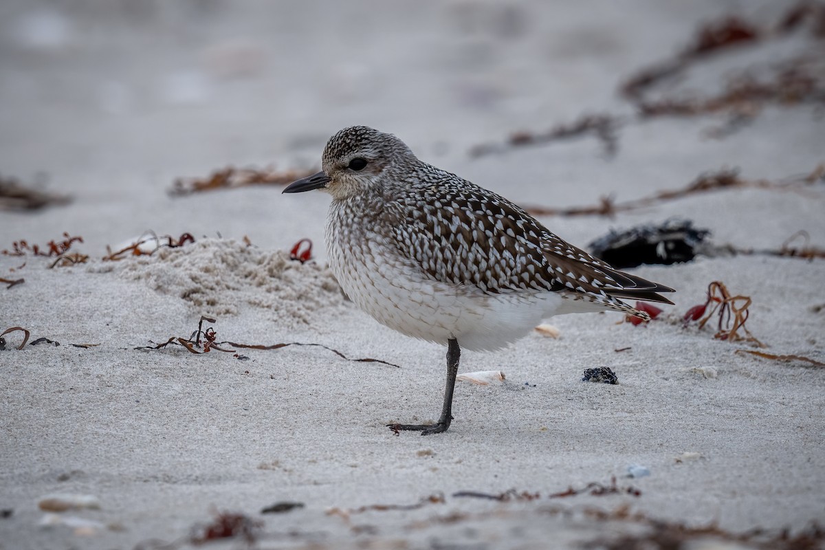 eBird Checklist 2 Dec 2023 Barnegat Lighthouse SP 47 species