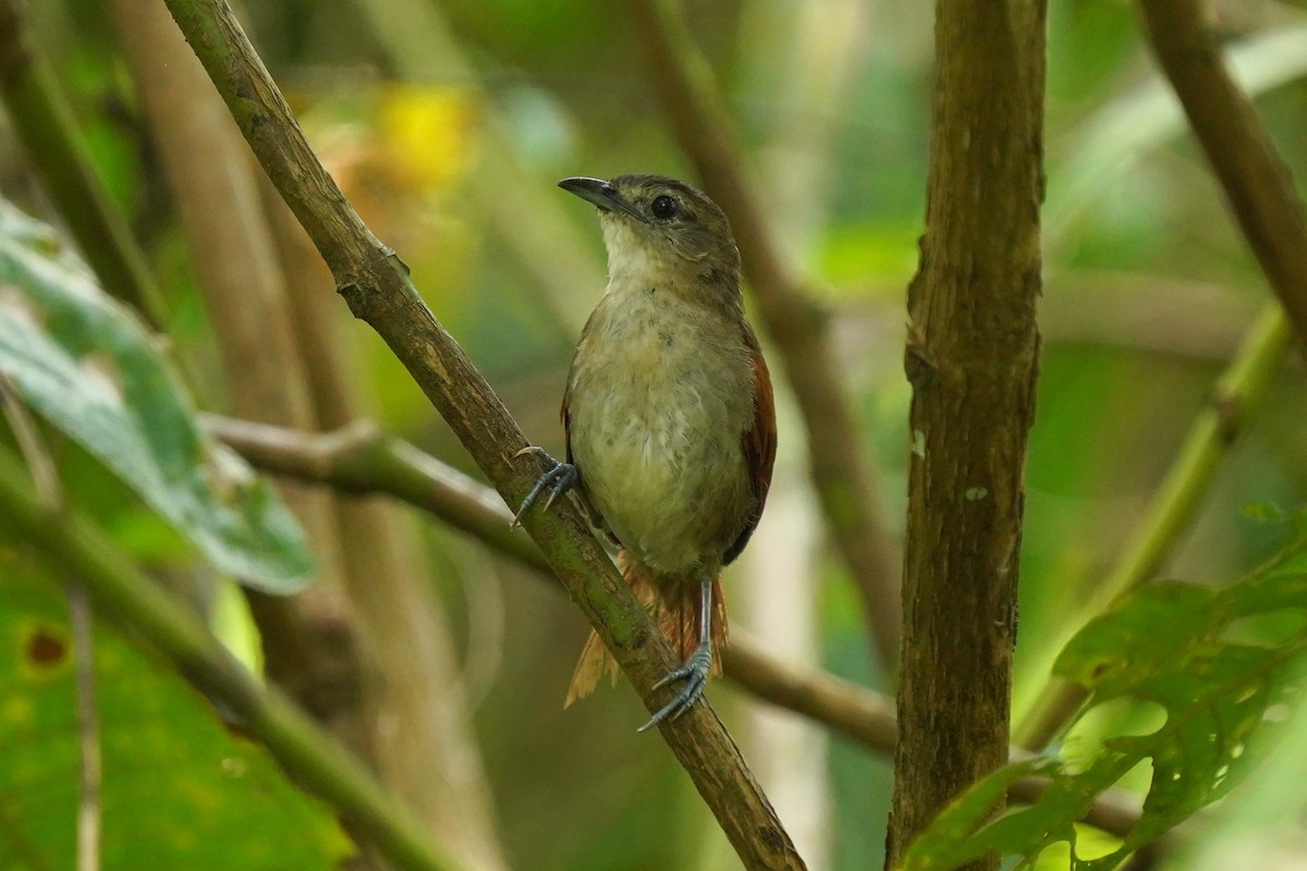 Plain-crowned Spinetail - ML611797732