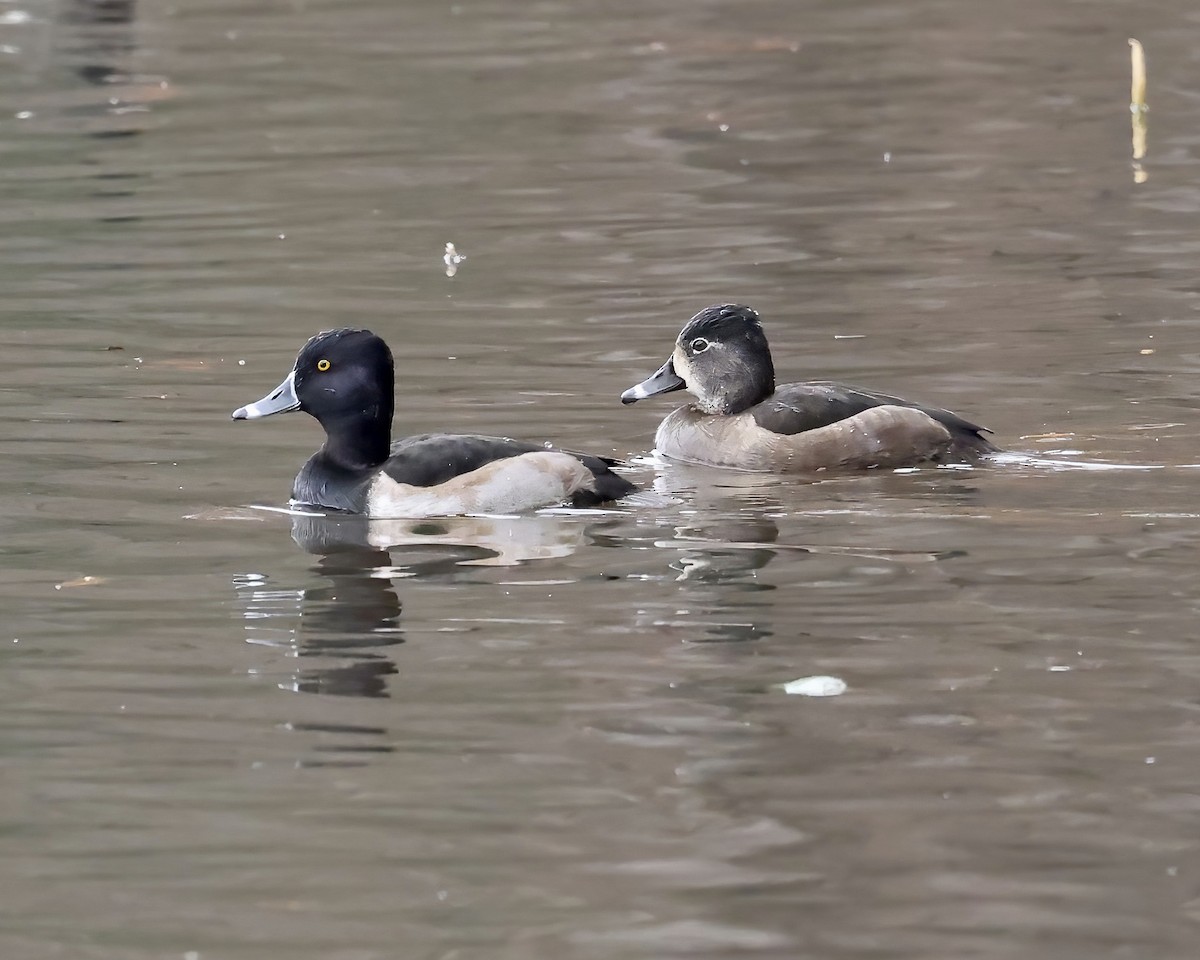 Ring-necked Duck - ML611797764