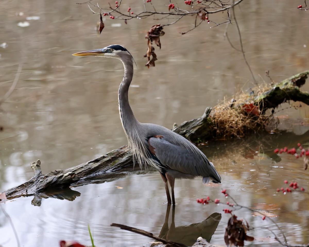 Great Blue Heron - ML611797767