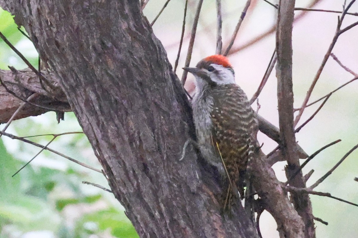 Cardinal Woodpecker - ML611797770