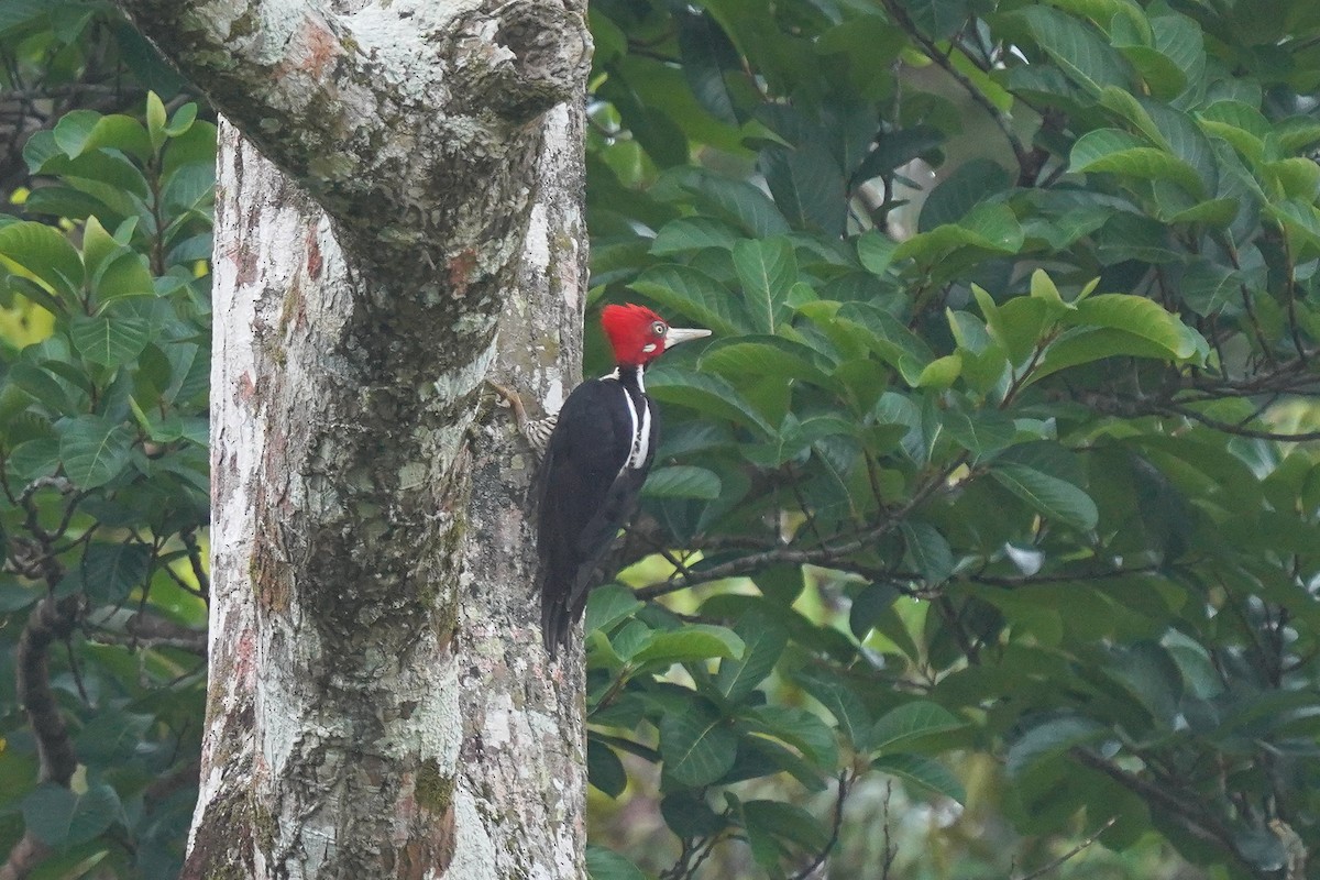 Crimson-crested Woodpecker - ML611797877