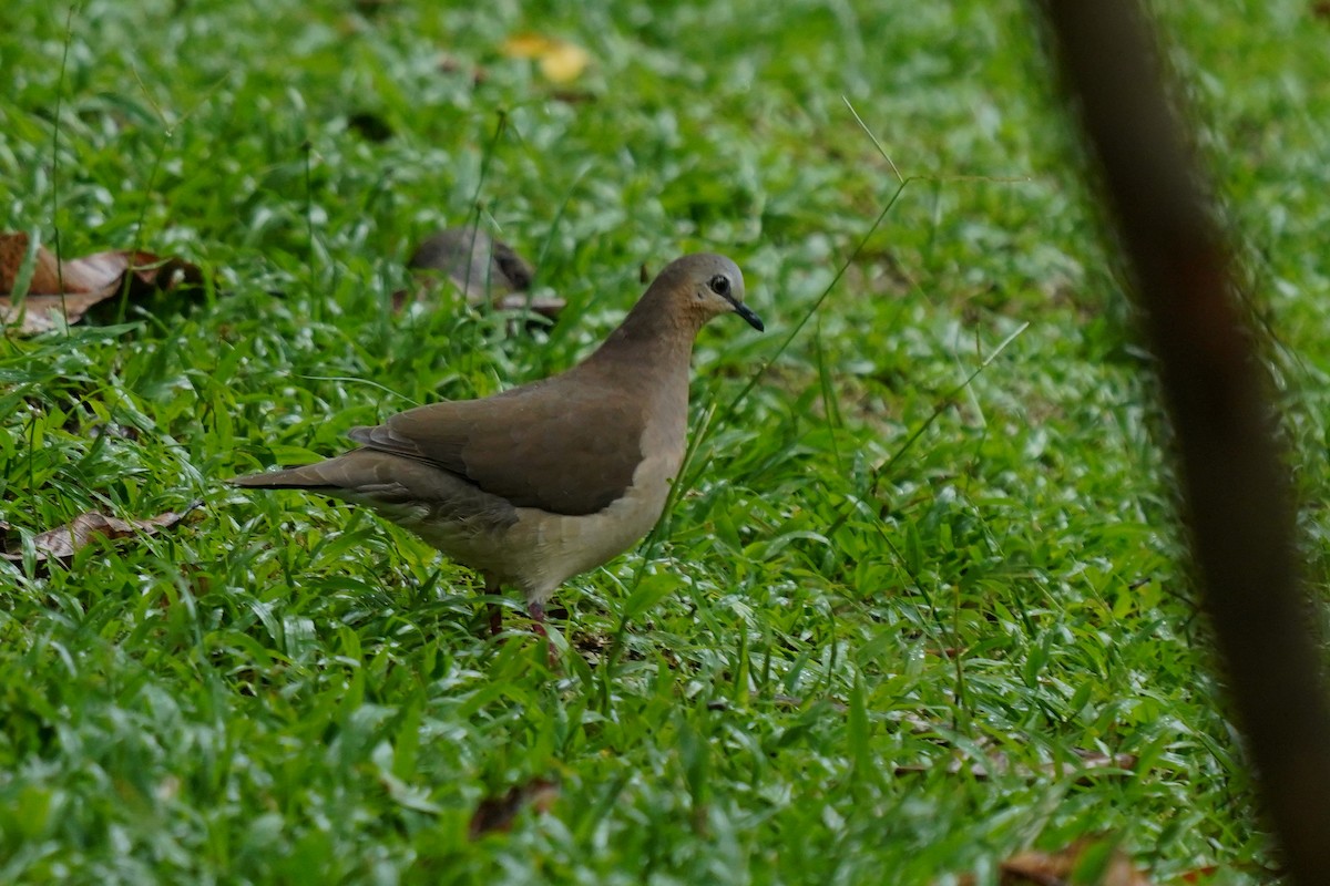 Gray-fronted Dove - ML611797944