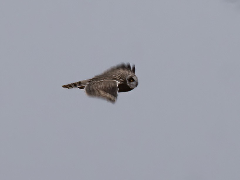 Short-eared Owl - ML611797977