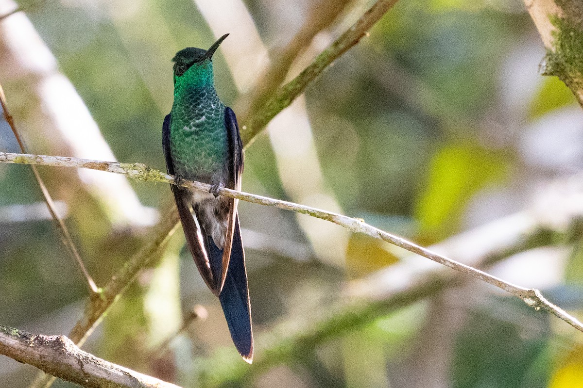 kolibřík pralesní - ML611798010