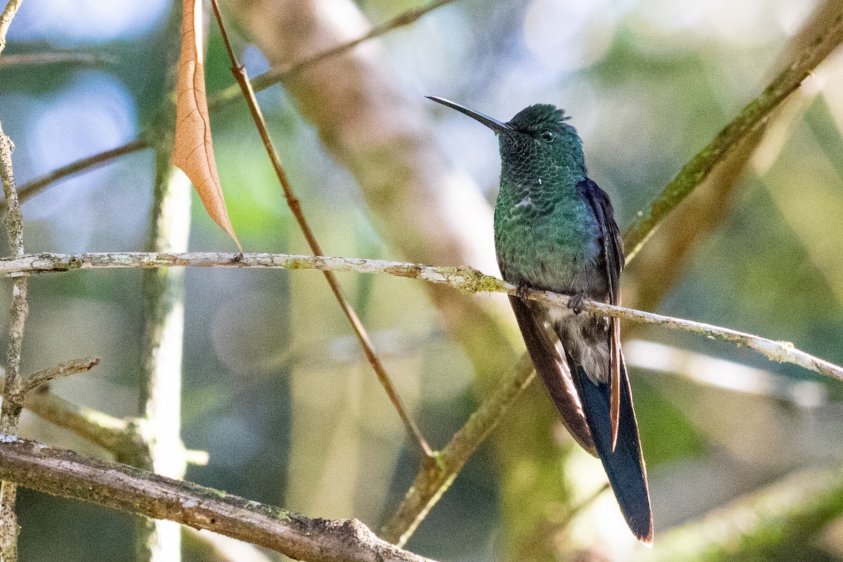 kolibřík pralesní - ML611798012