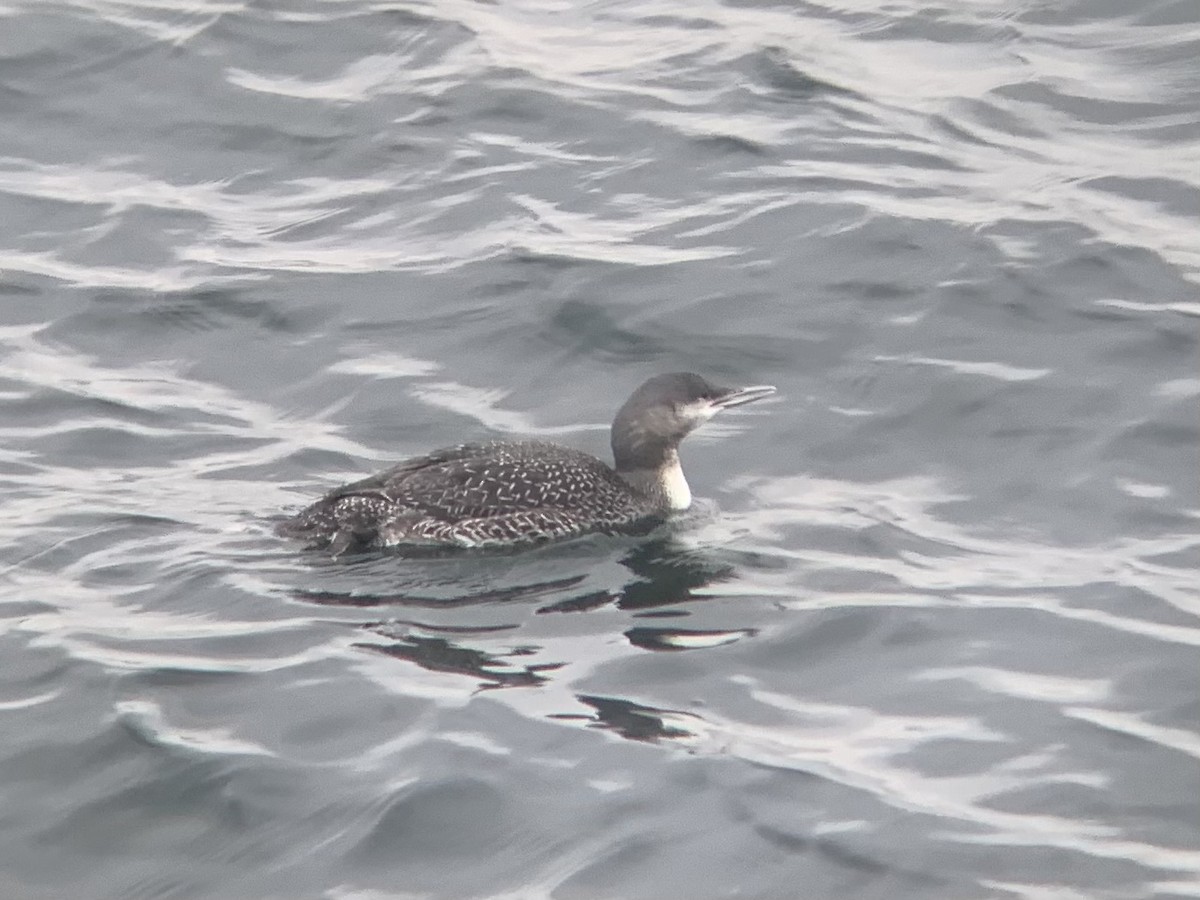 Red-throated Loon - ML611798387