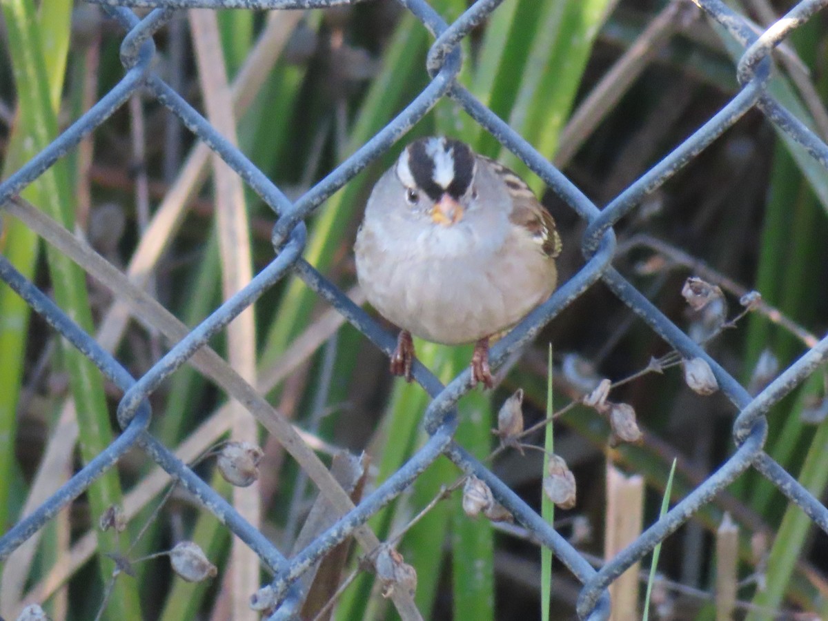 White-crowned Sparrow - ML611798503