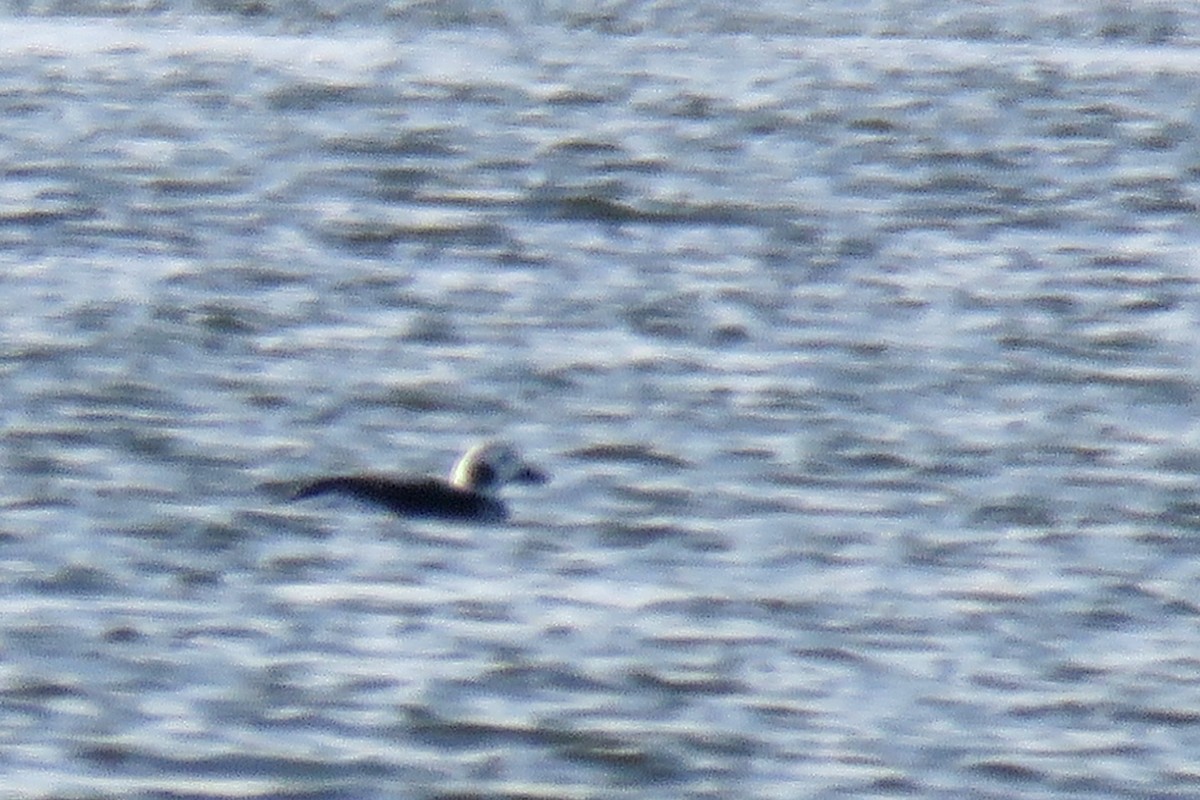 Long-tailed Duck - ML611798623