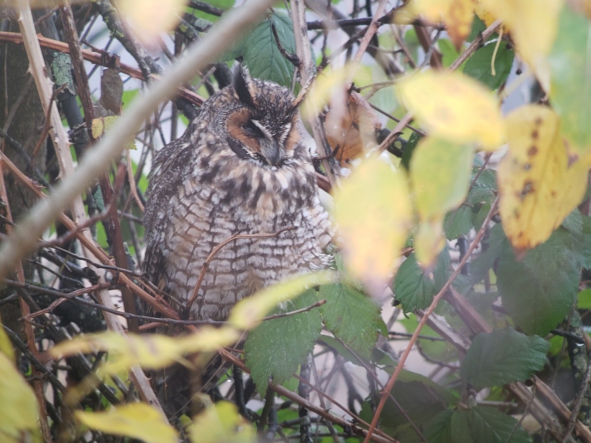 Long-eared Owl - ML611798736