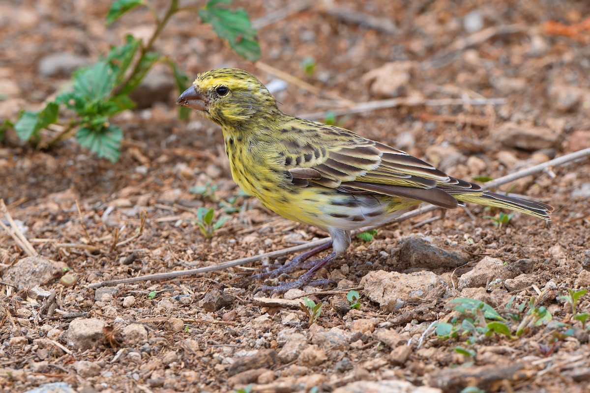 White-bellied Canary - ML611798805
