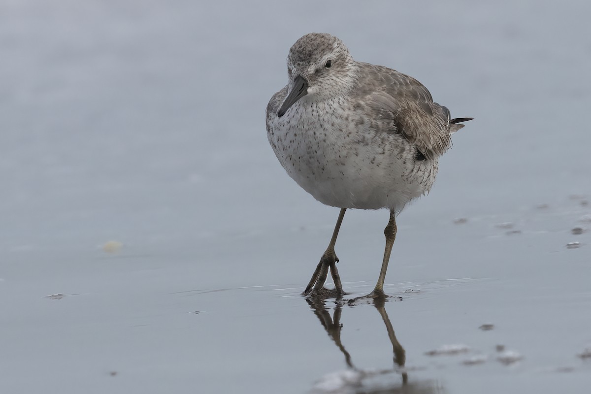 Red Knot - ML611799062