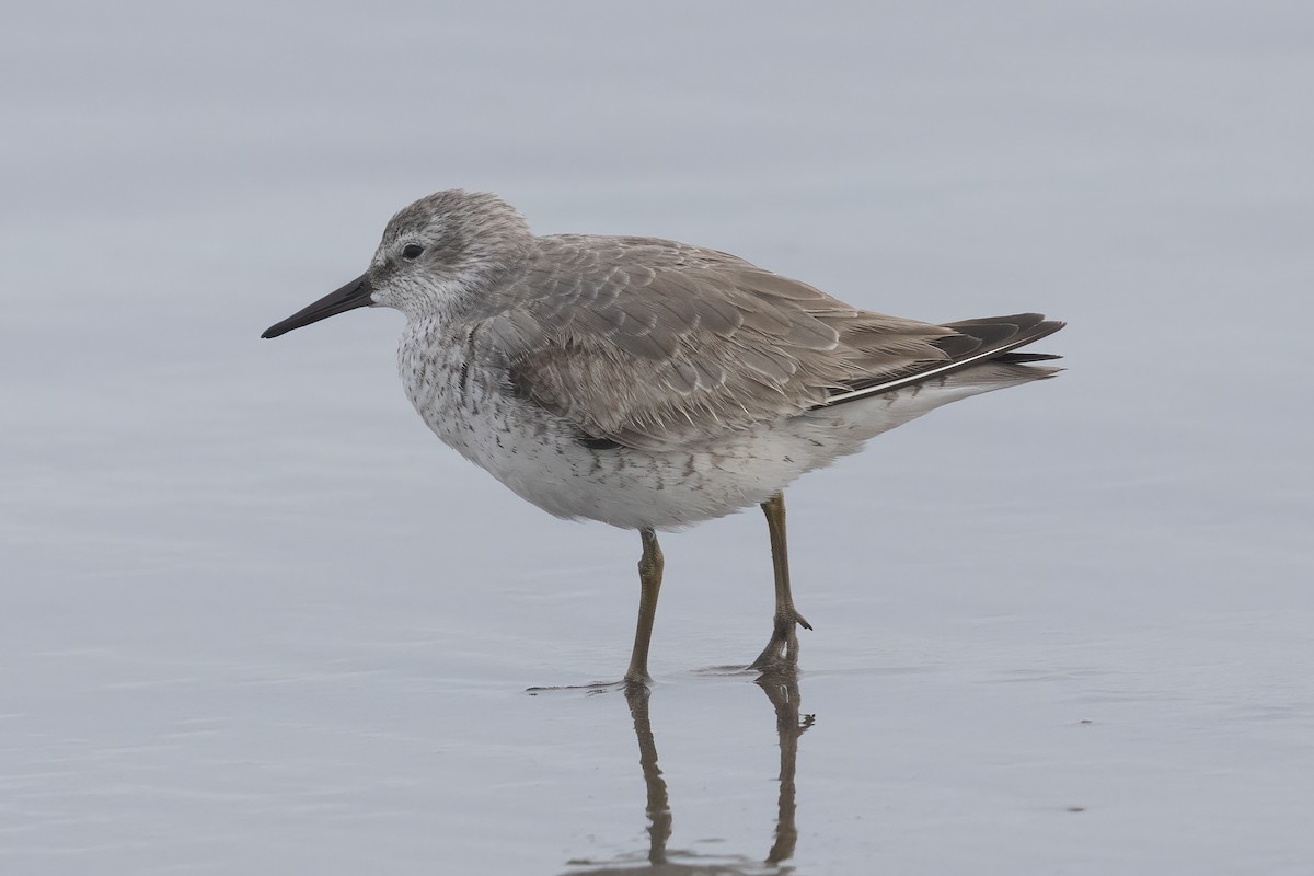 Red Knot - ML611799063