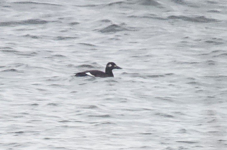 White-winged Scoter - Yves Gauthier (Mtl)