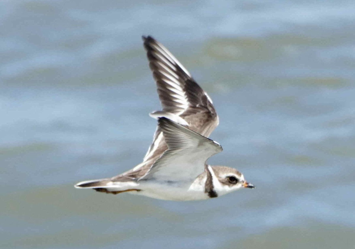 Semipalmated Plover - ML611799671