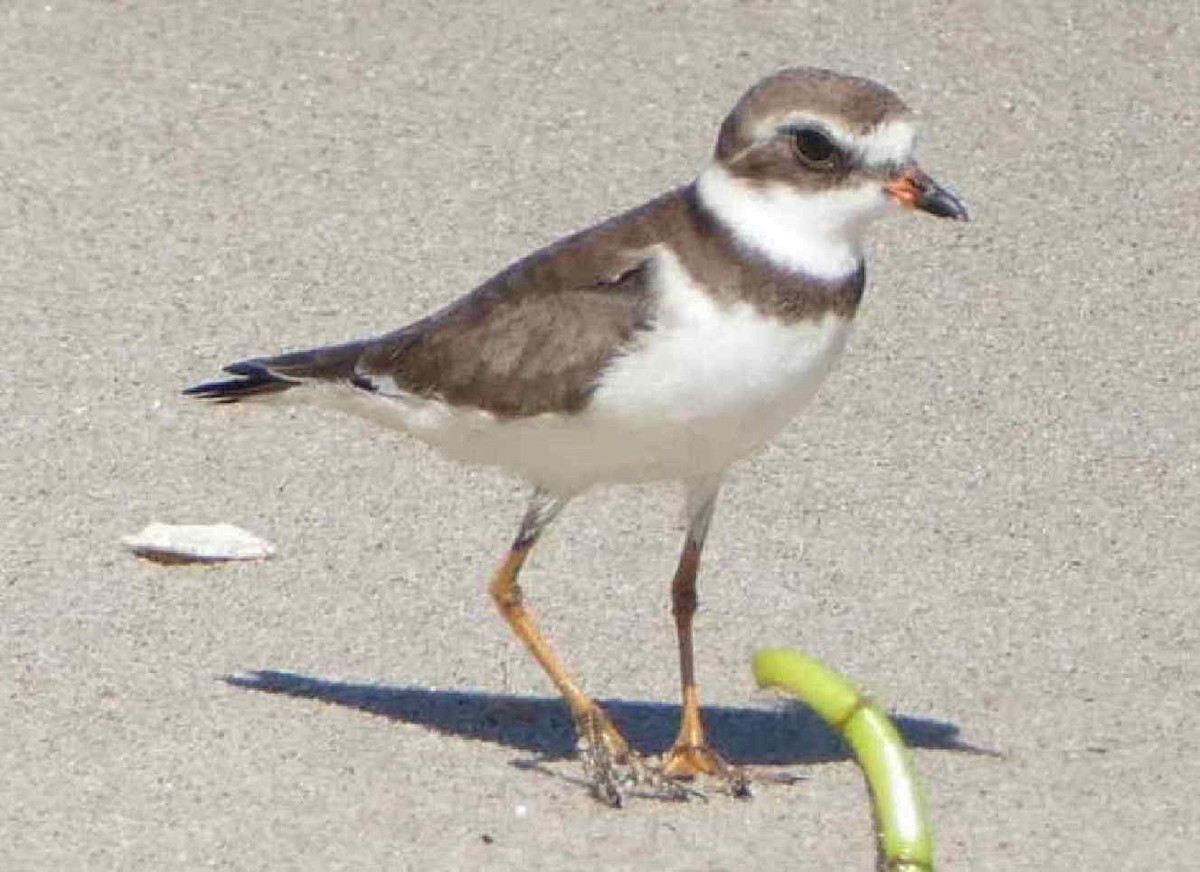 Semipalmated Plover - ML611799781