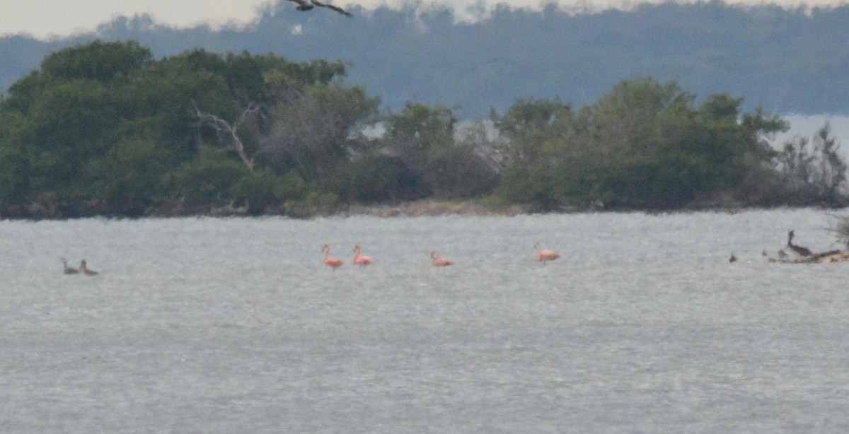 Amerika Flamingosu - ML611800136