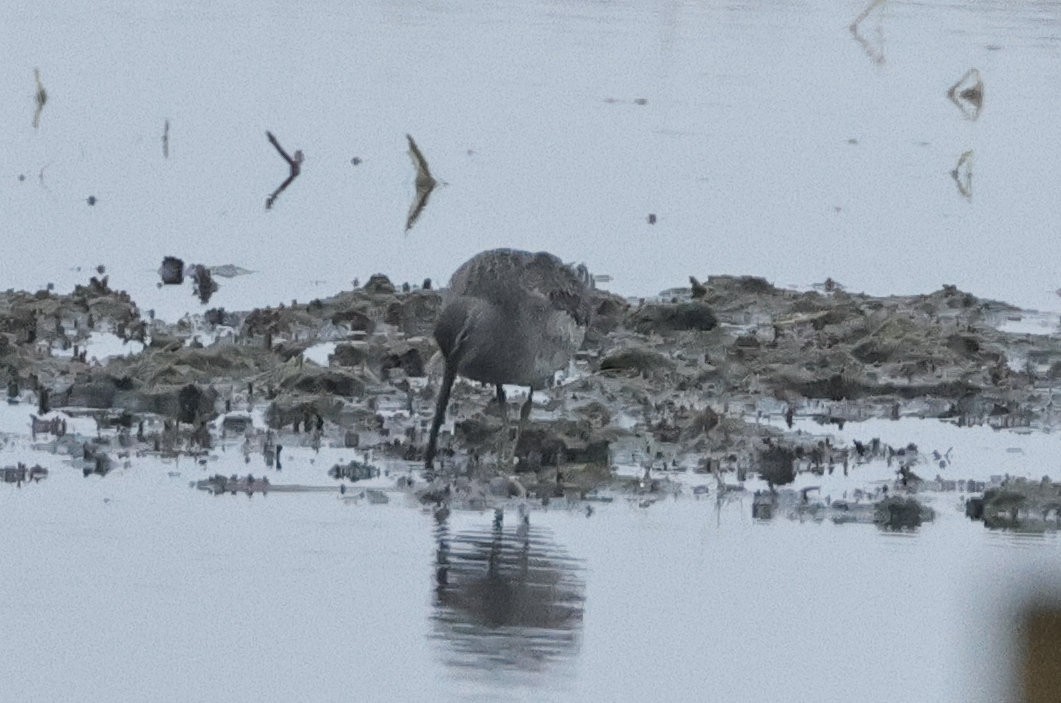 Long-billed Dowitcher - ML611800417