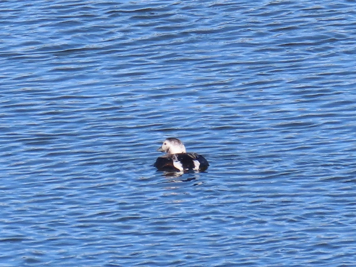 Long-tailed Duck - ML611800553