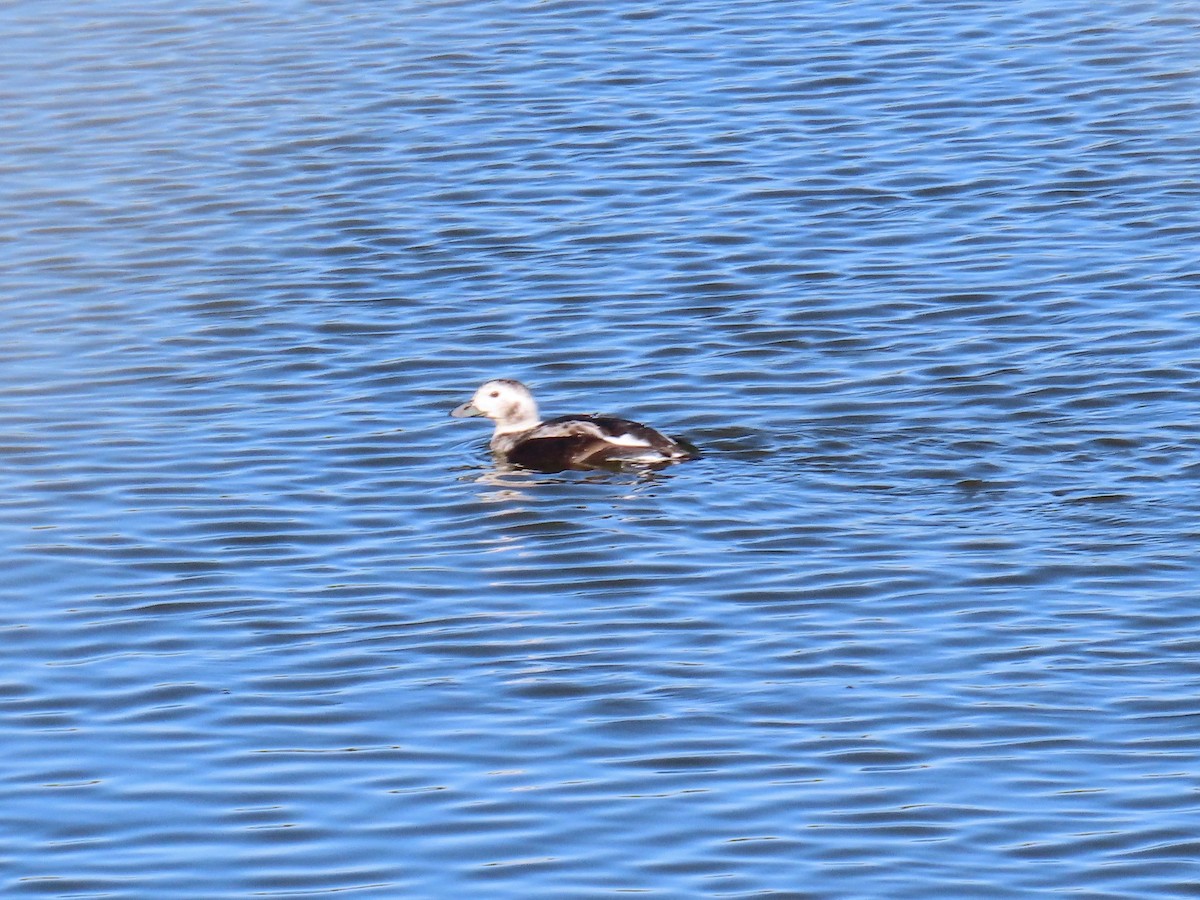 Long-tailed Duck - ML611800554