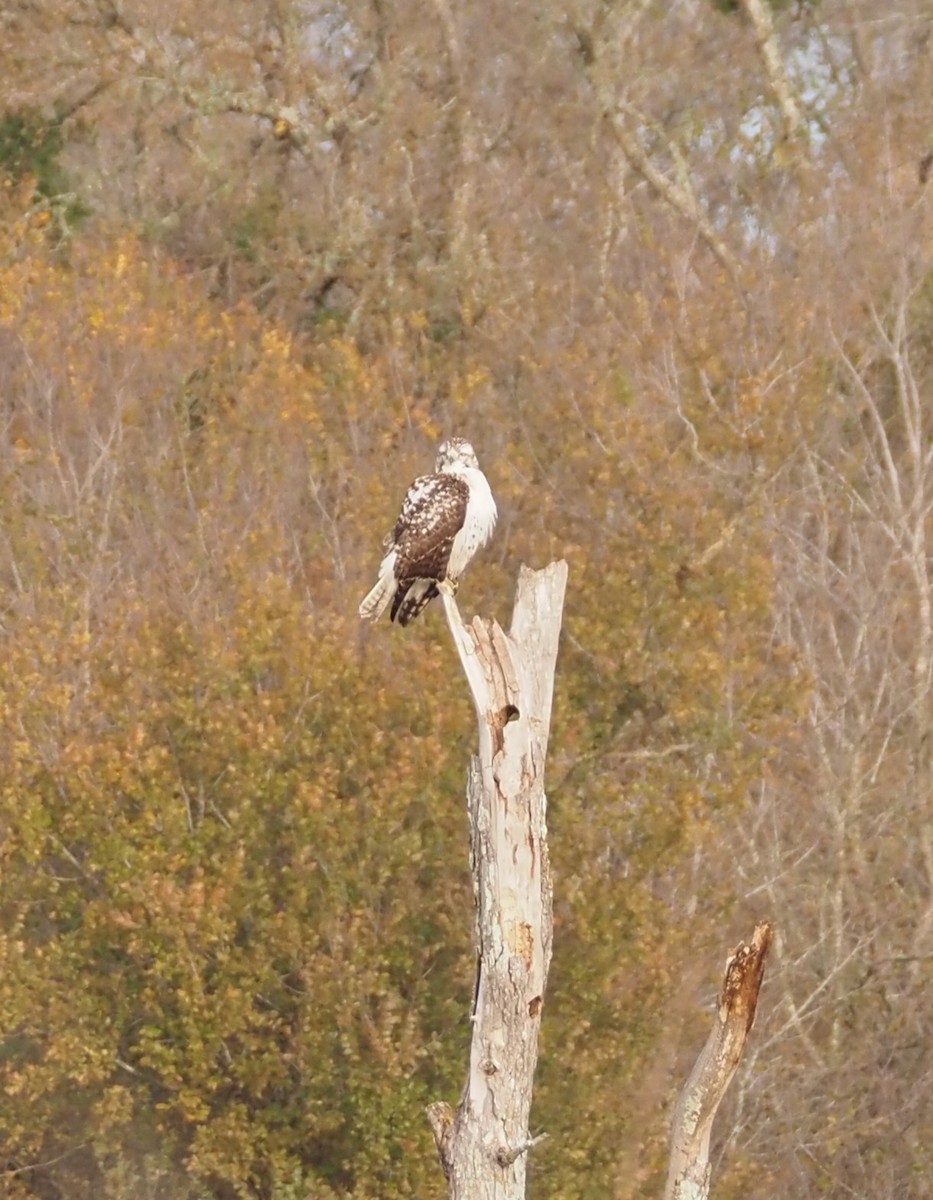 Red-tailed Hawk - ML611800593