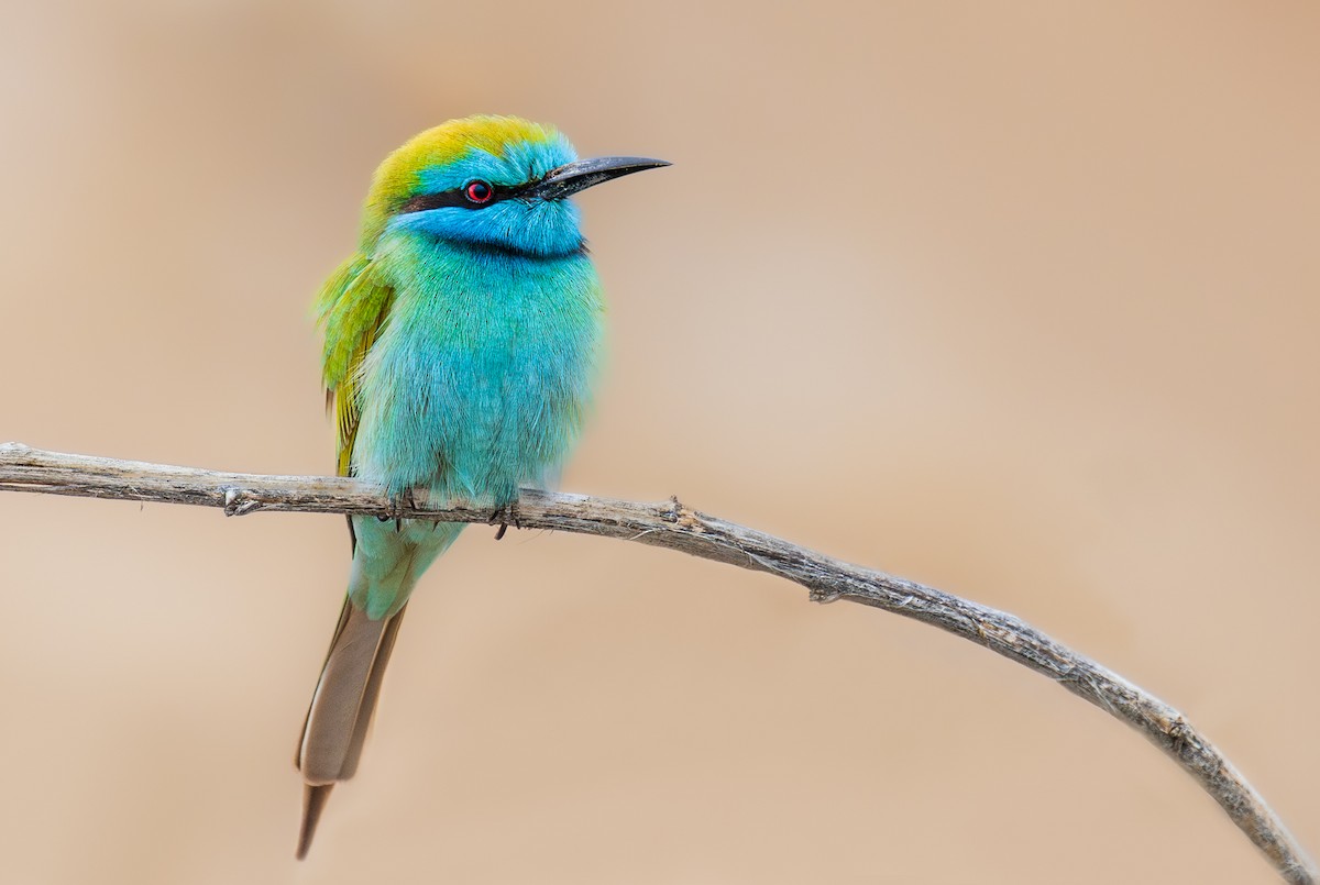 Arabian Green Bee-eater - Marcin Dyduch