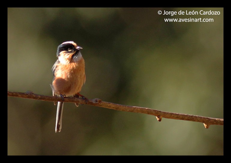 Black-browed Tit (Rufous-fronted) - ML611801463