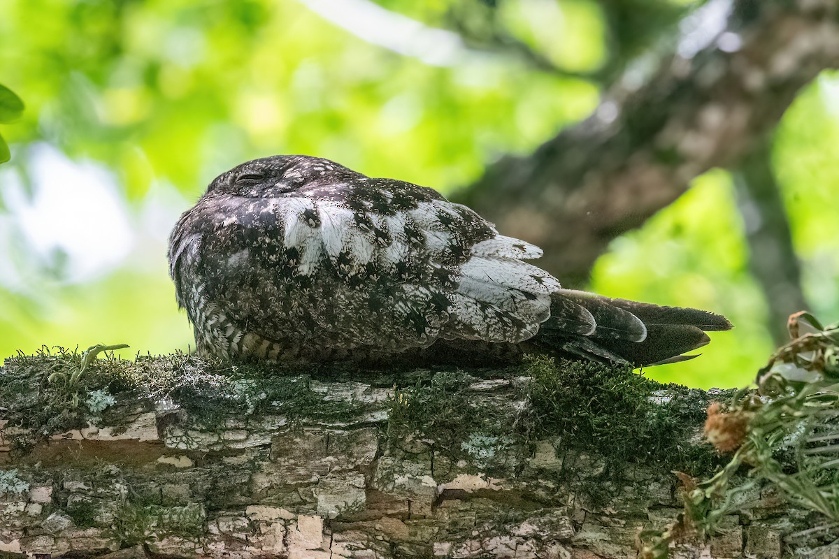 Short-tailed Nighthawk - Raphael Kurz -  Aves do Sul