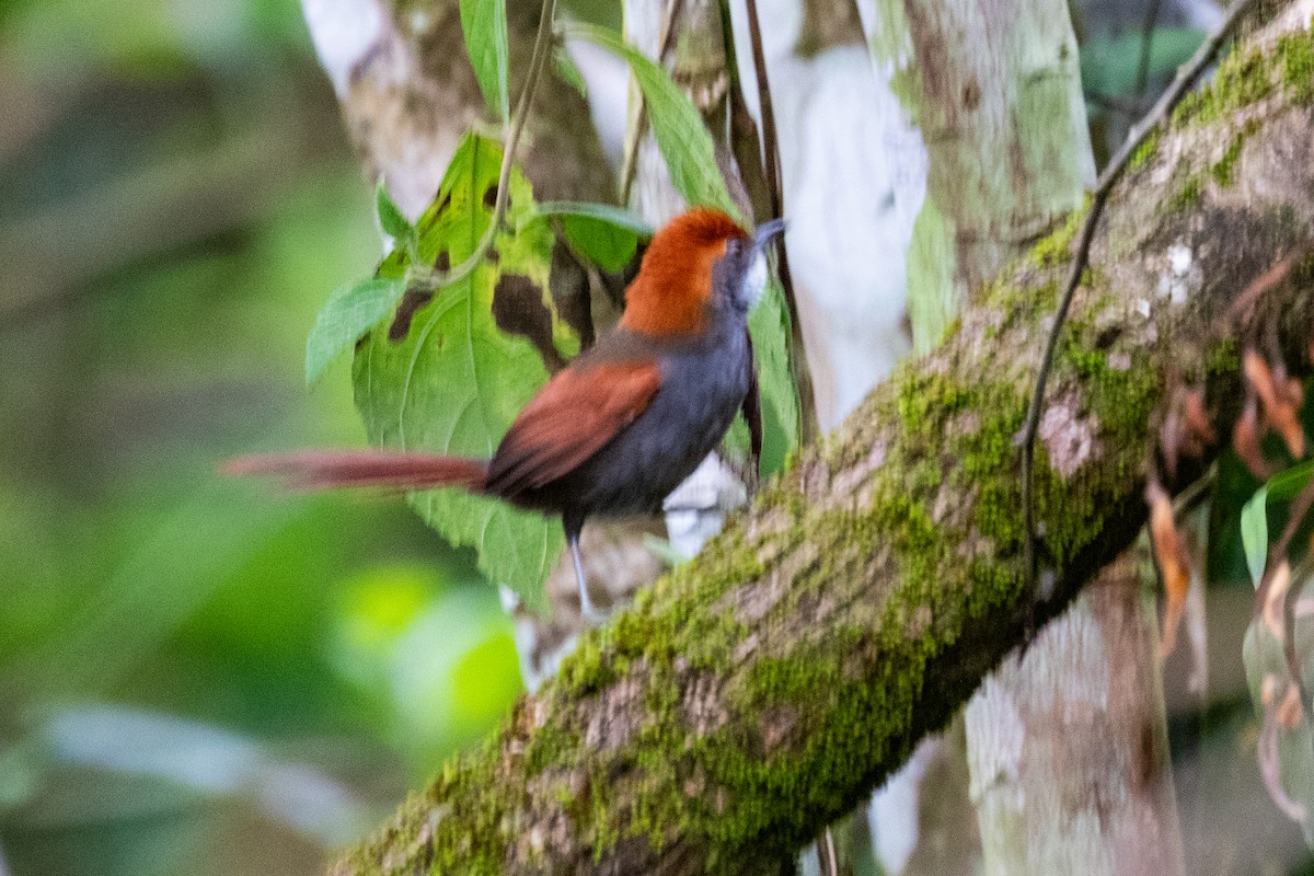 Pinto's Spinetail - ML611801874