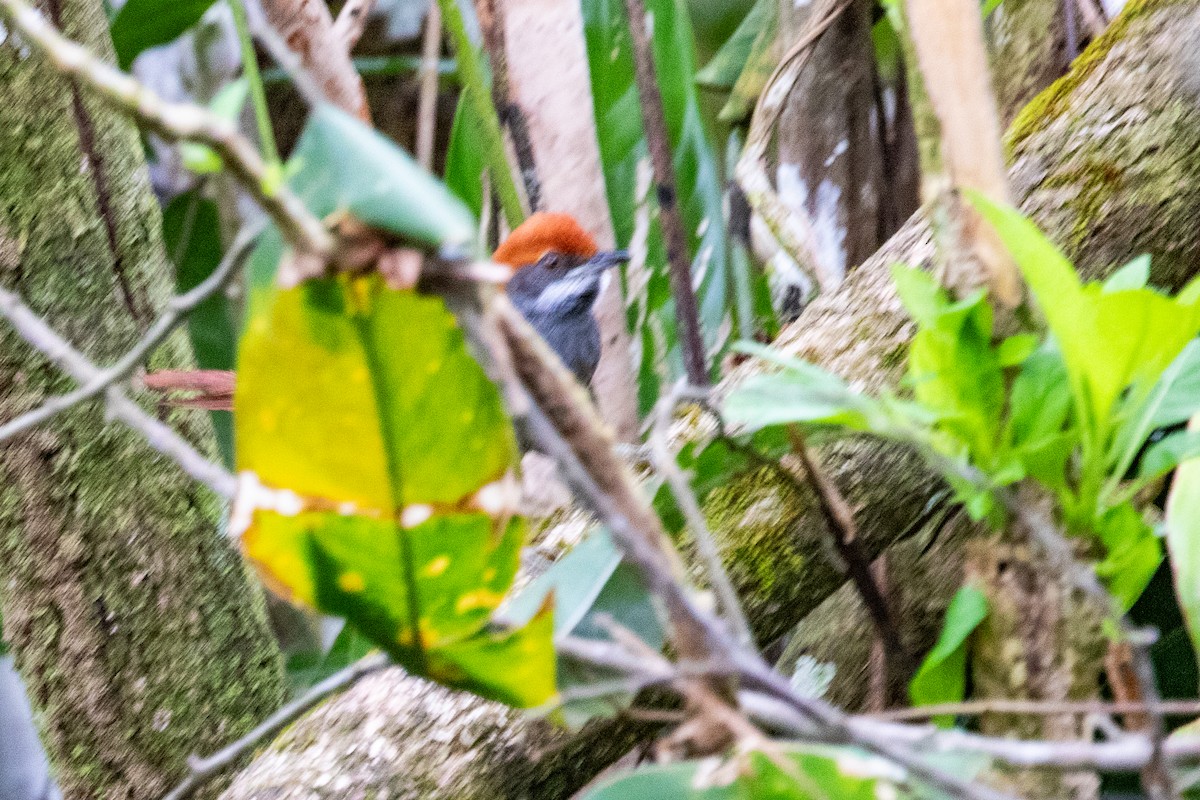 Pinto's Spinetail - ML611801881