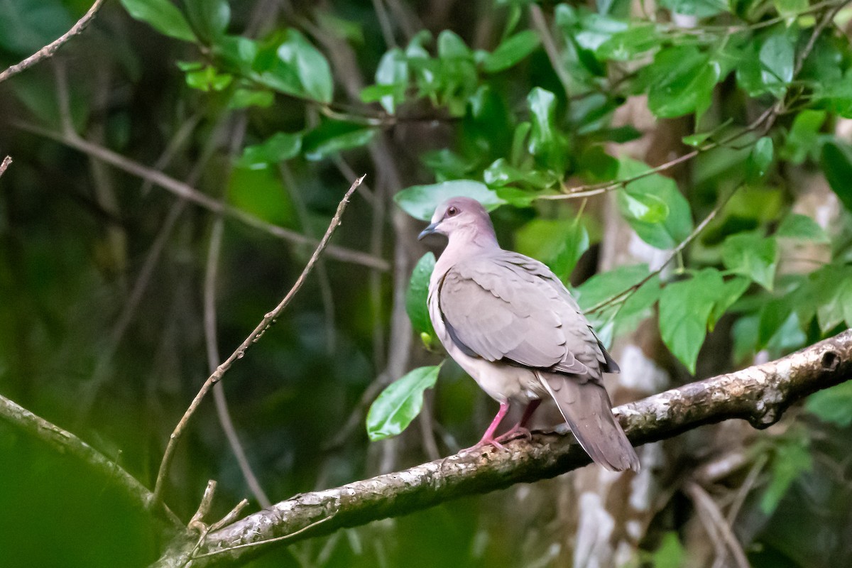 White-tipped Dove at Sandos Caracol Eco Resort by Randy Walker