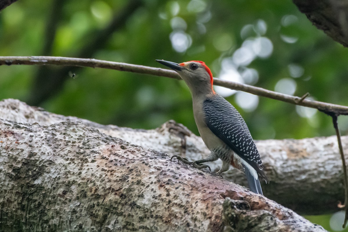 Golden-fronted Woodpecker at Sandos Caracol Eco Resort by Randy Walker