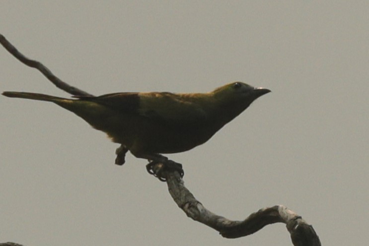 Palm Tanager - ML611802157