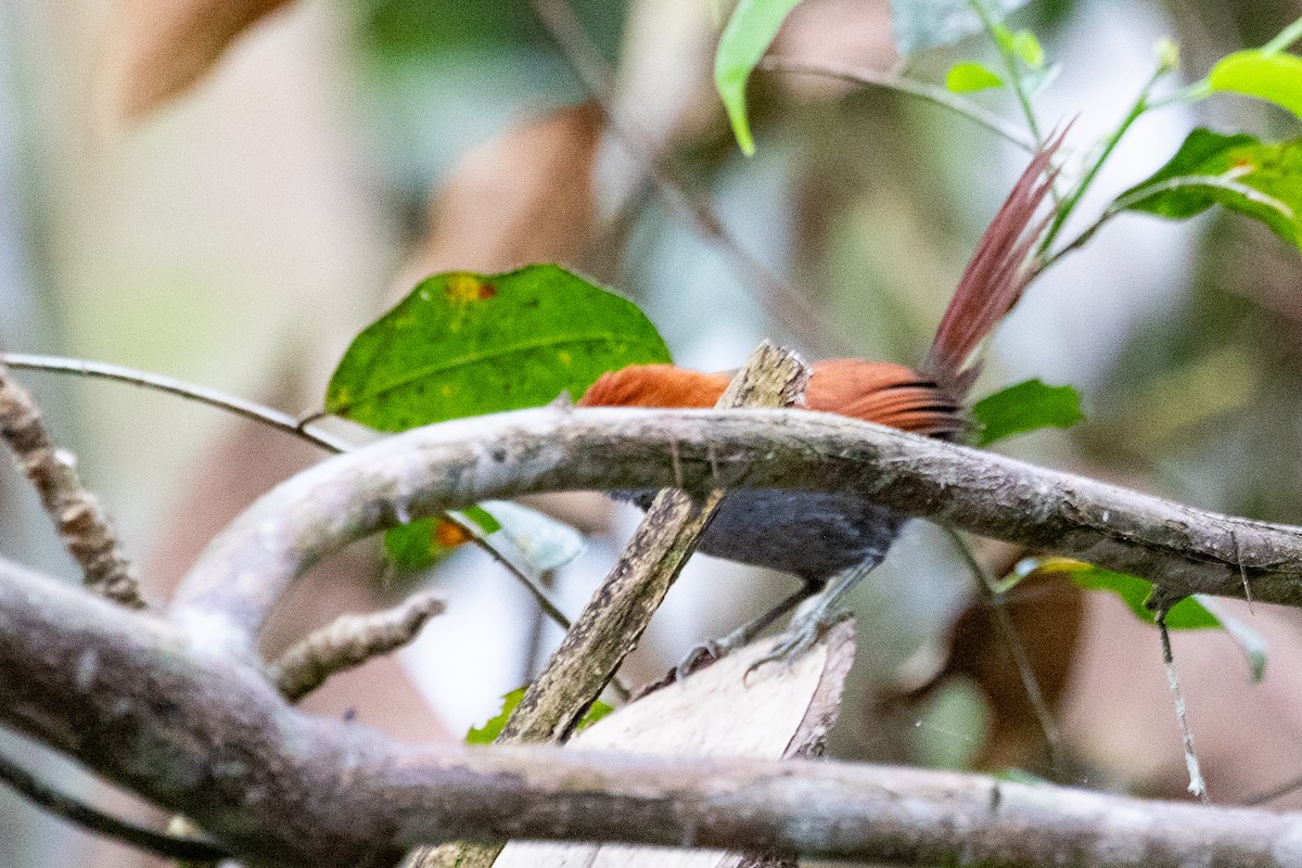 Pinto's Spinetail - ML611802272