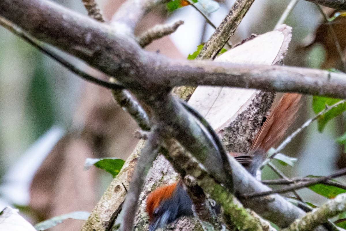Pinto's Spinetail - ML611802278