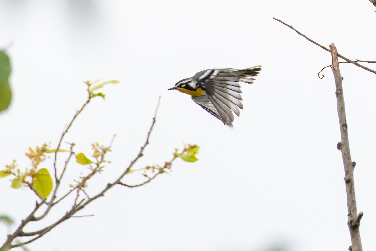 Yellow-throated Warbler at Sandos Caracol Eco Resort by Randy Walker